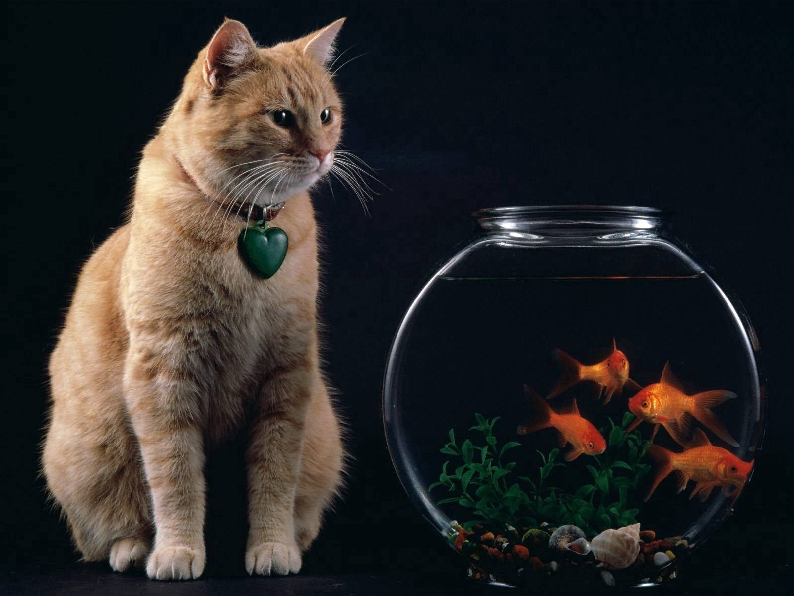 Cat With Fishbowl Wallpaper