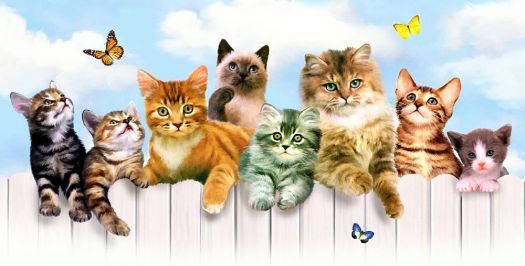 Cats Facebook Cover Wallpaper