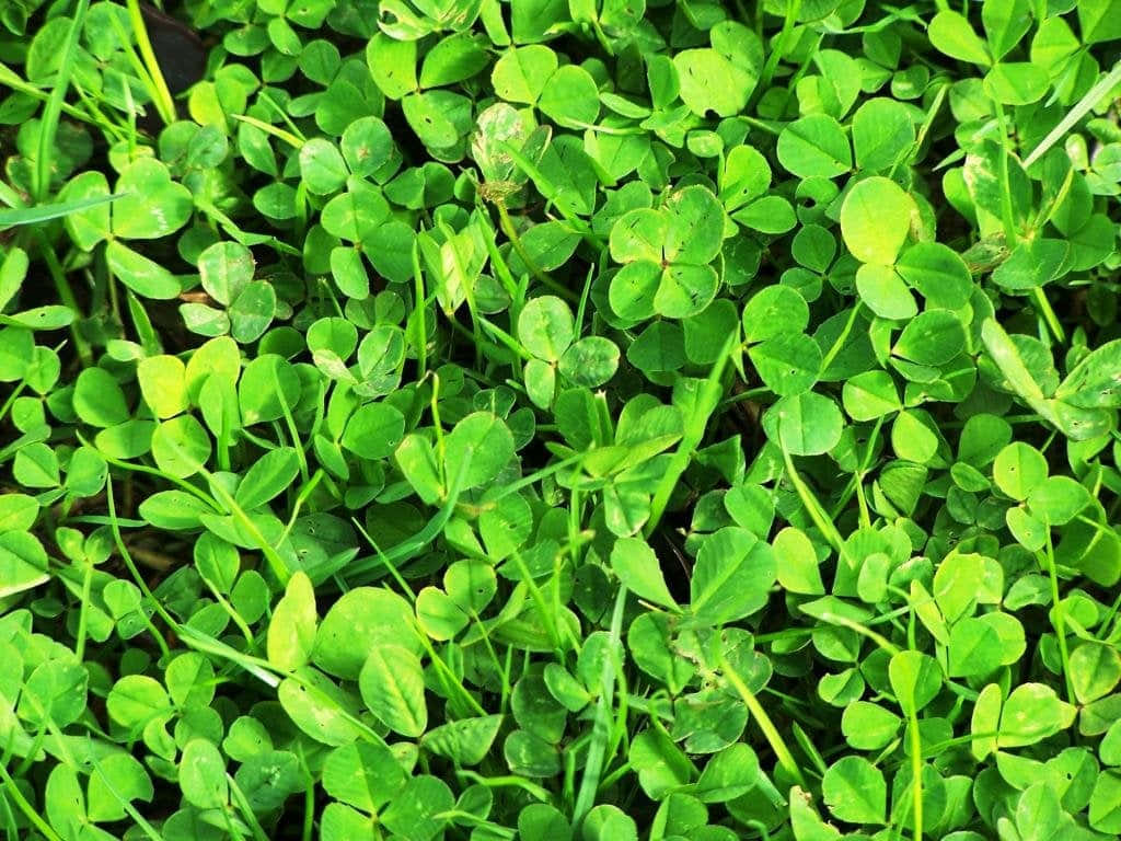 Celebrate St. Patrick’s Day With A Shamrock! Wallpaper