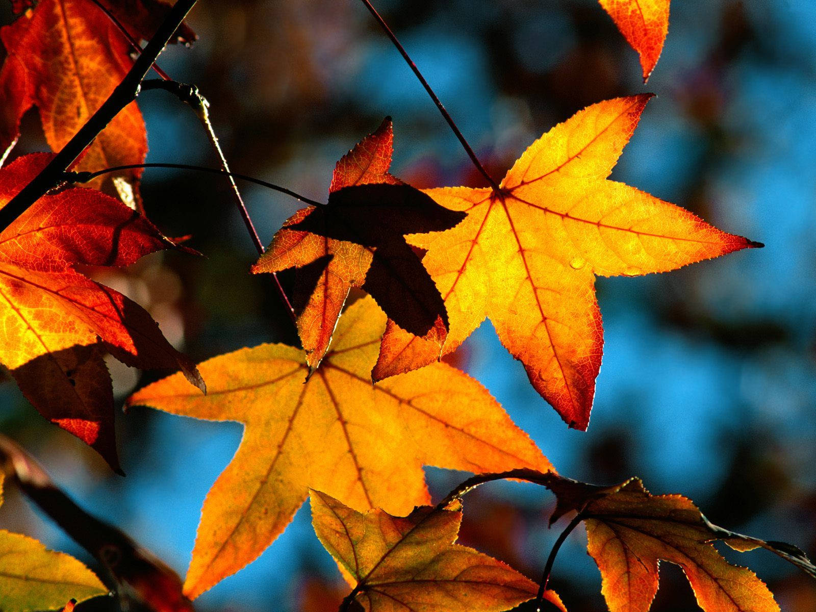 Celebrate The Beauty Of Fall With Vibrant Maple Leaves. Wallpaper
