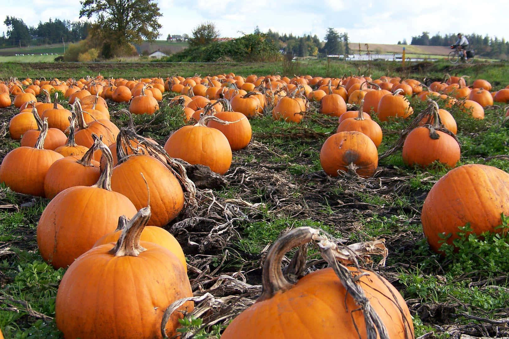 Celebrate The Fall With A Pumpkin For All Wallpaper