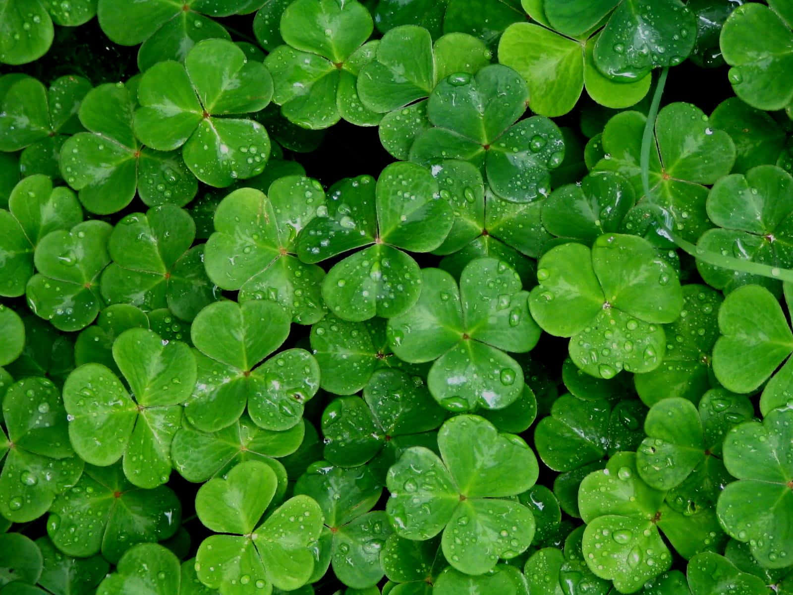 Celebrate The Luck Of The Irish With A Shamrock! Wallpaper