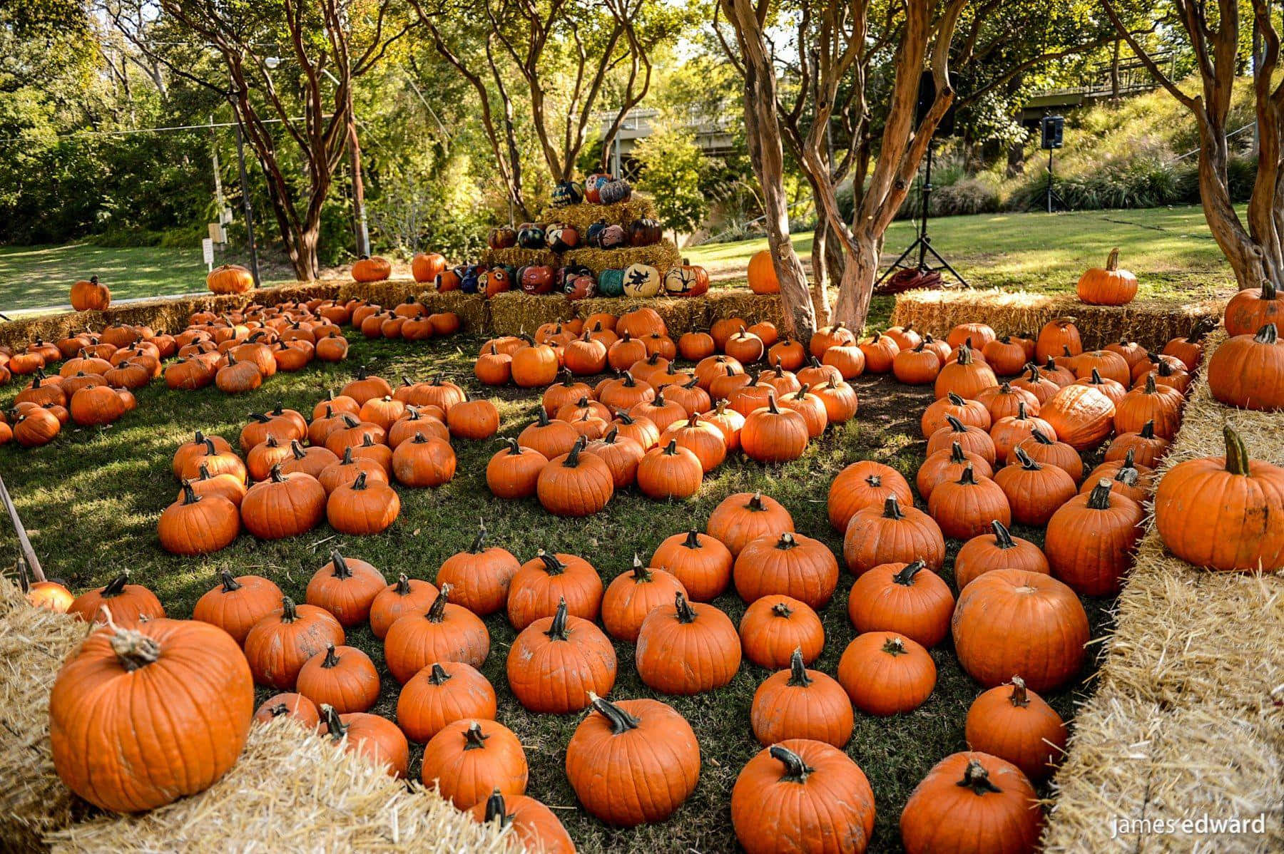 Celebrate The Start Of Fall With This Delicious Pumpkin-inspired Dessert. Wallpaper