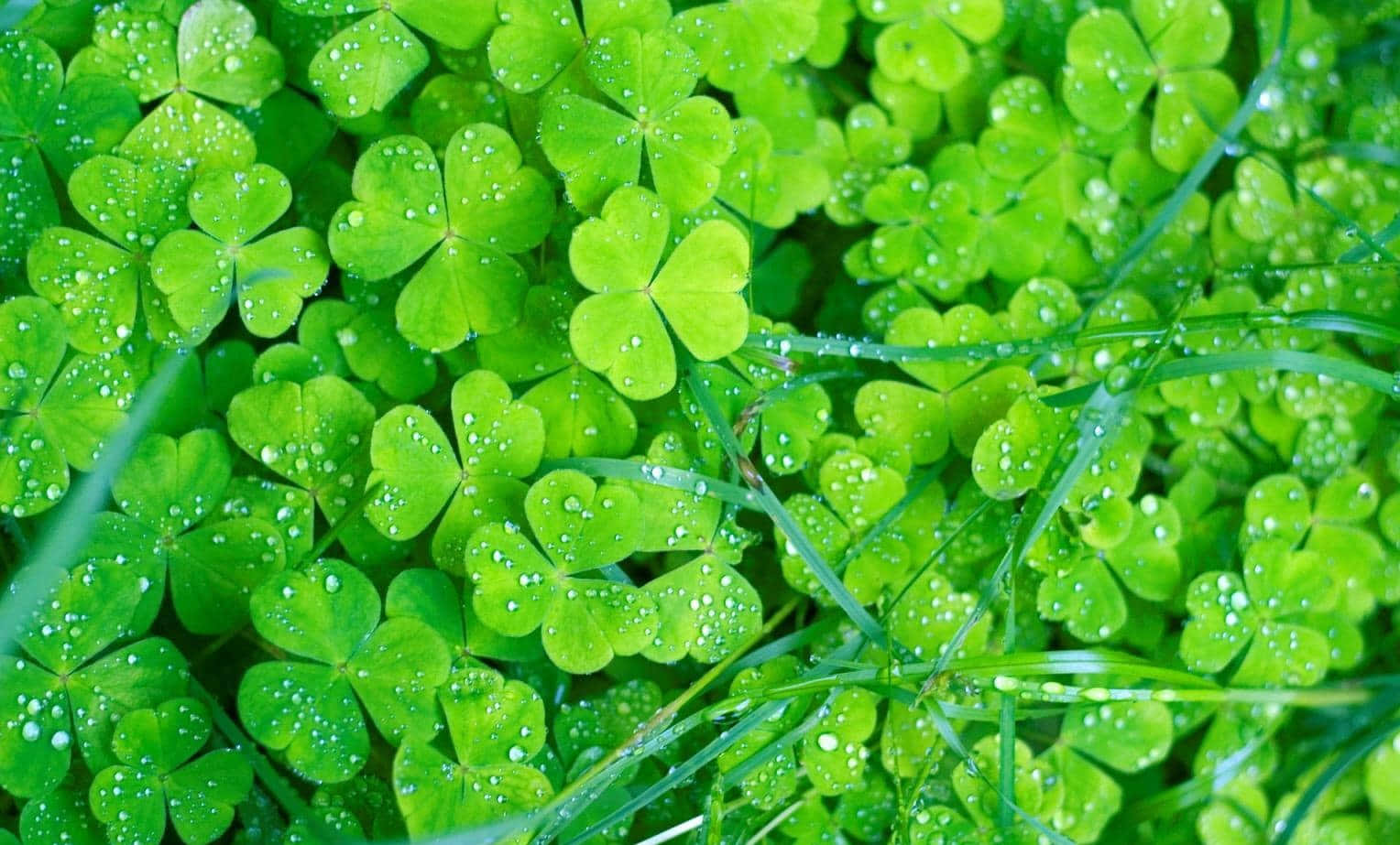 Celtic Irish Cloverleaf Bush Wallpaper