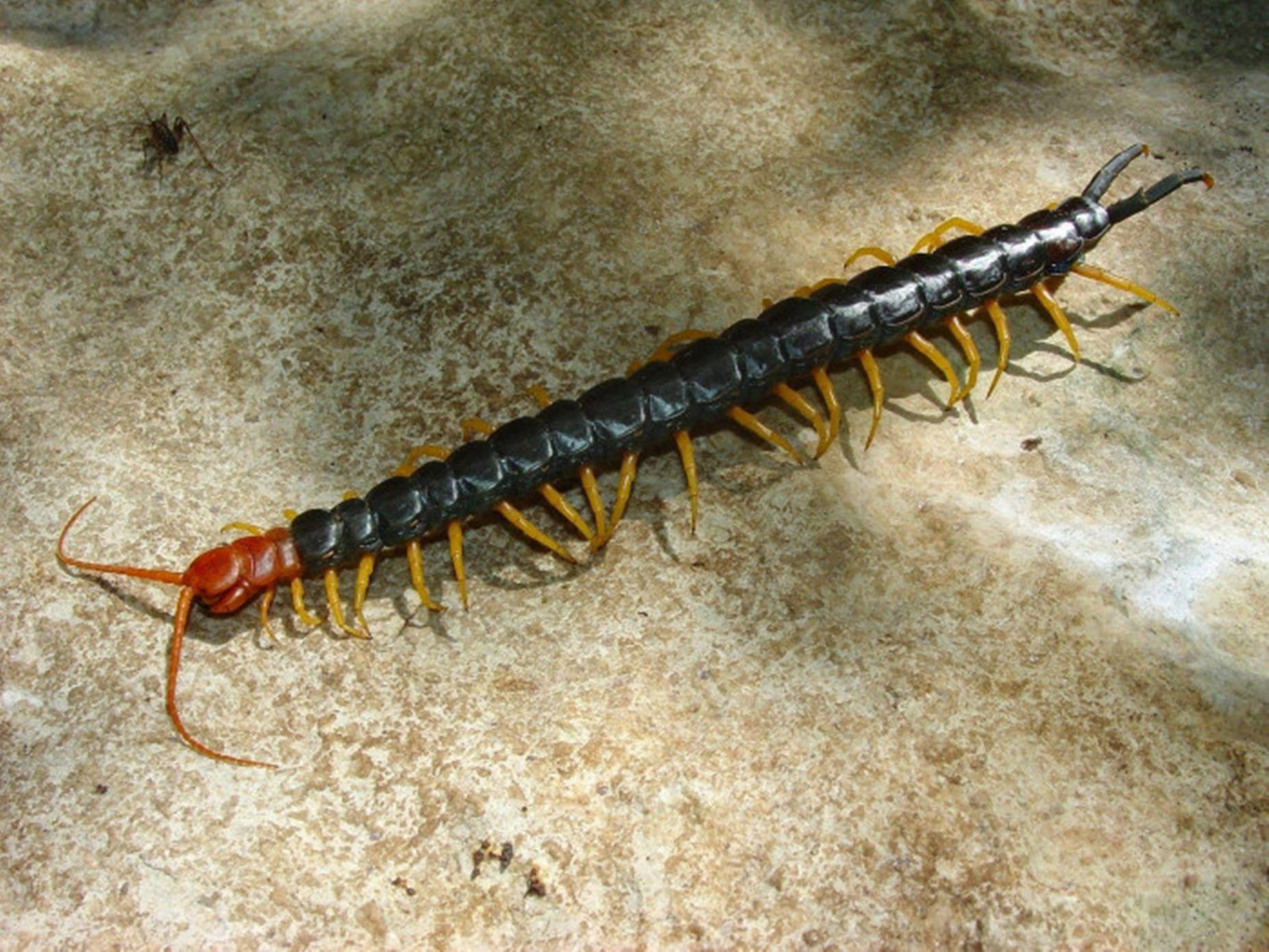 Centipede Black And Red On Concrete Wallpaper