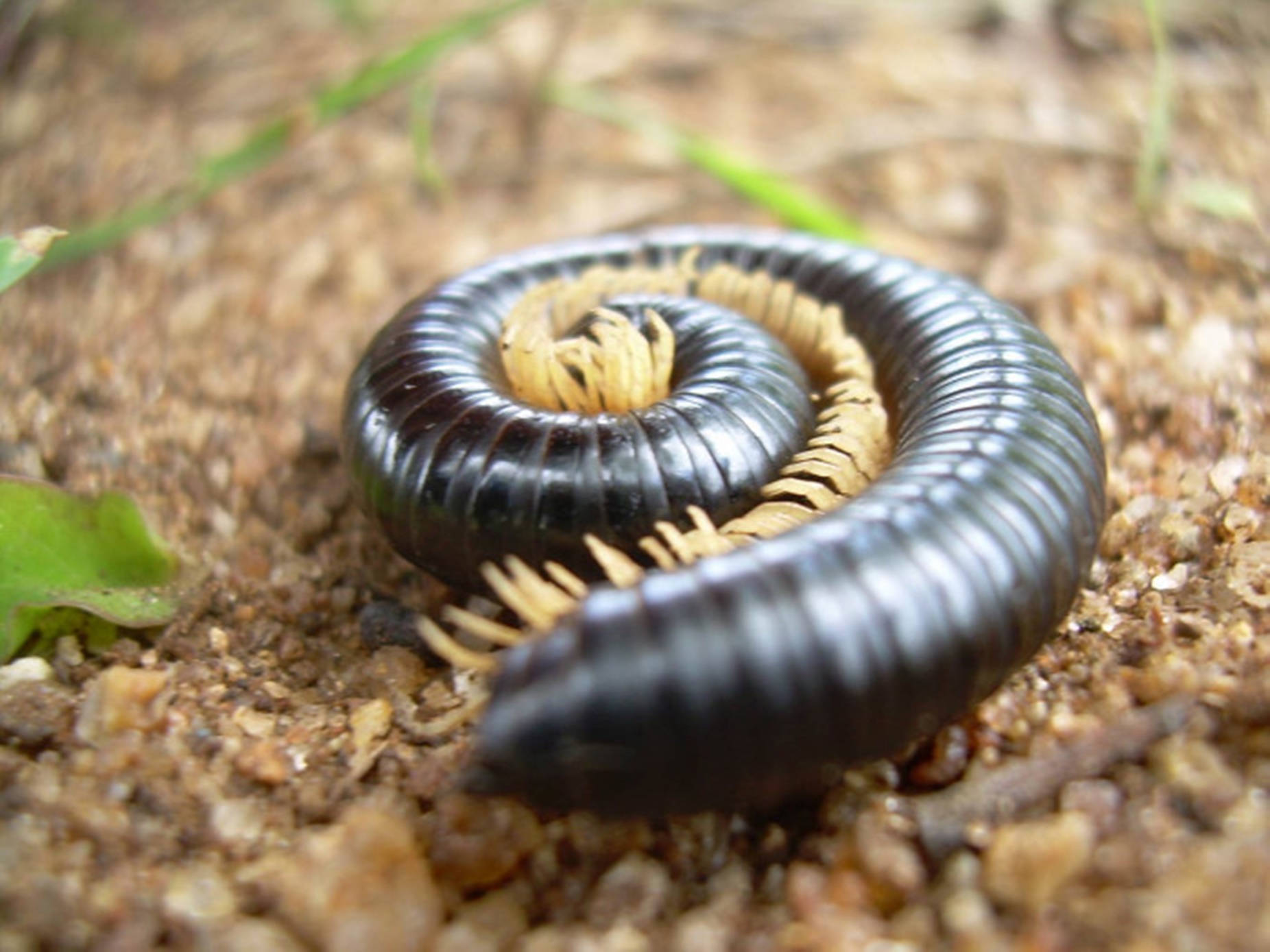 Centipede Black Coiling On Dirt Wallpaper