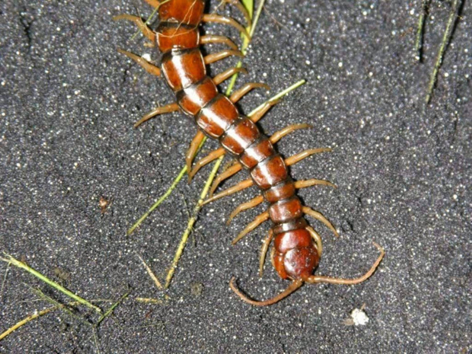 Centipede Brown And Black On Gray Sand Wallpaper