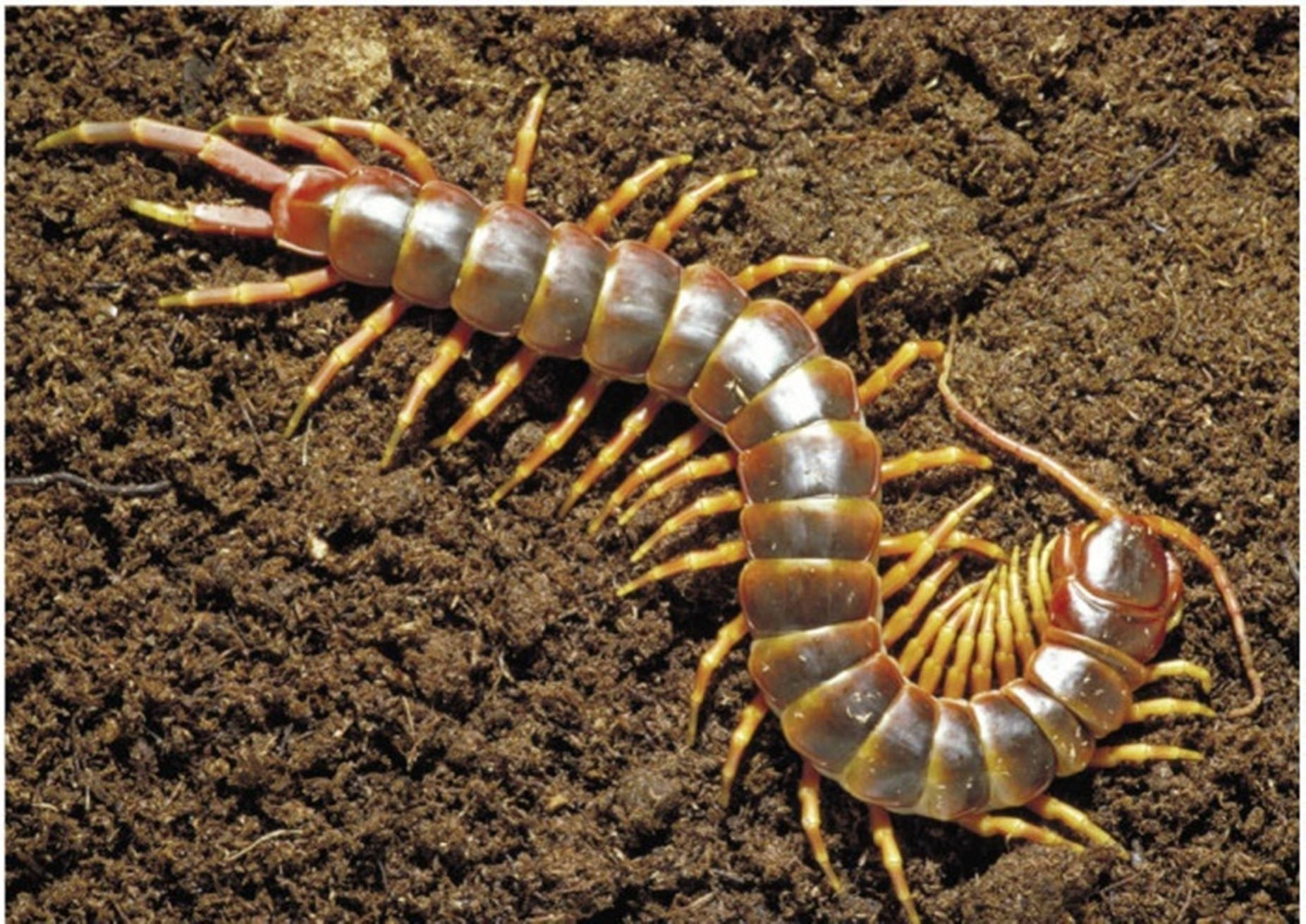 Centipede Brown Curling On Dirt Wallpaper