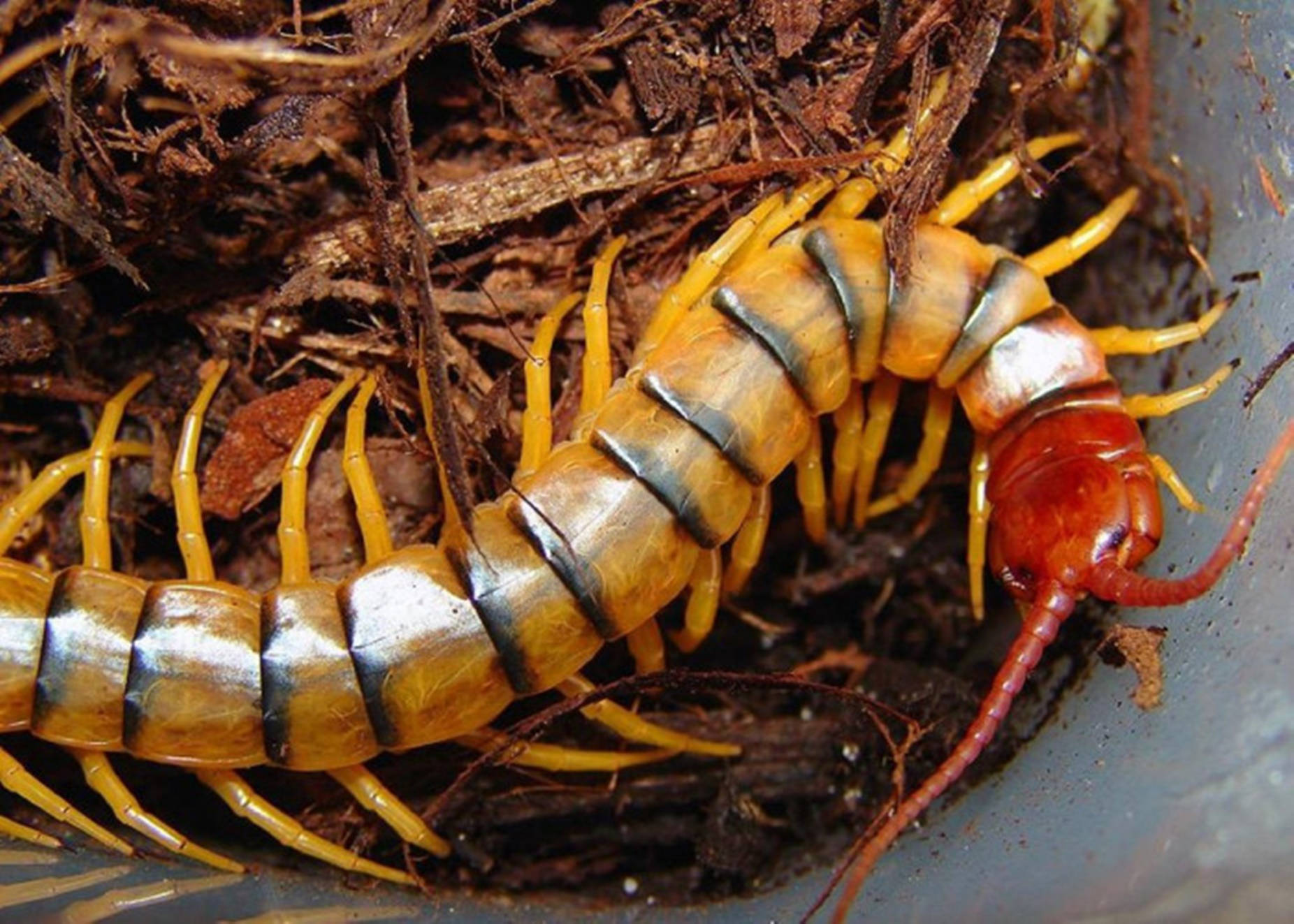 Centipede Orange And Black On Dirt Wallpaper