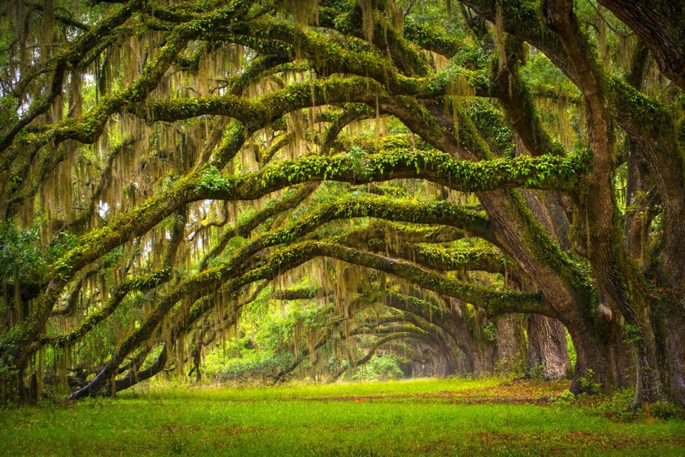 Charles Towne Landing State Historic Site Oak Tree Wallpaper