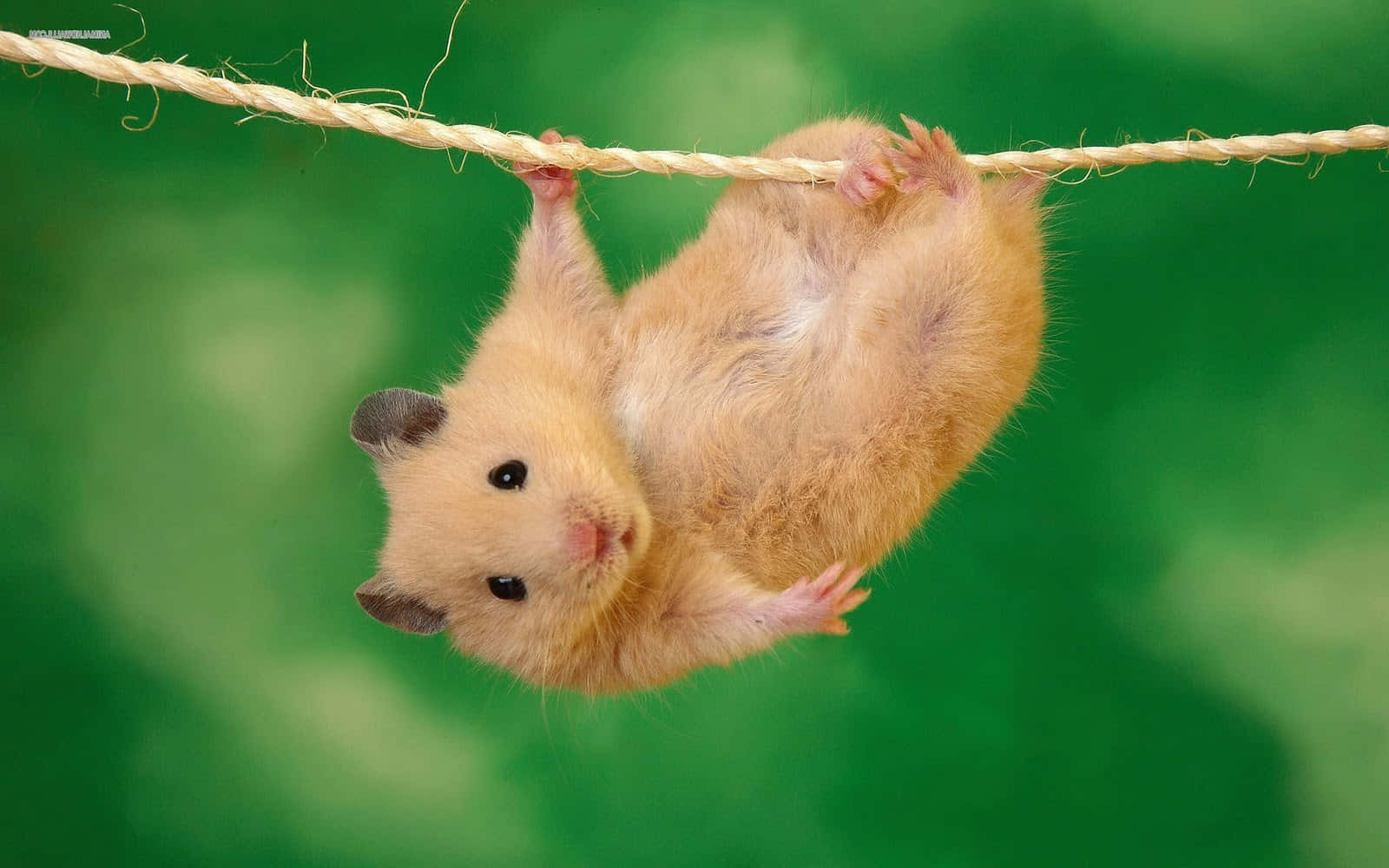 Charming Hamster Hanging Upside Down Wallpaper