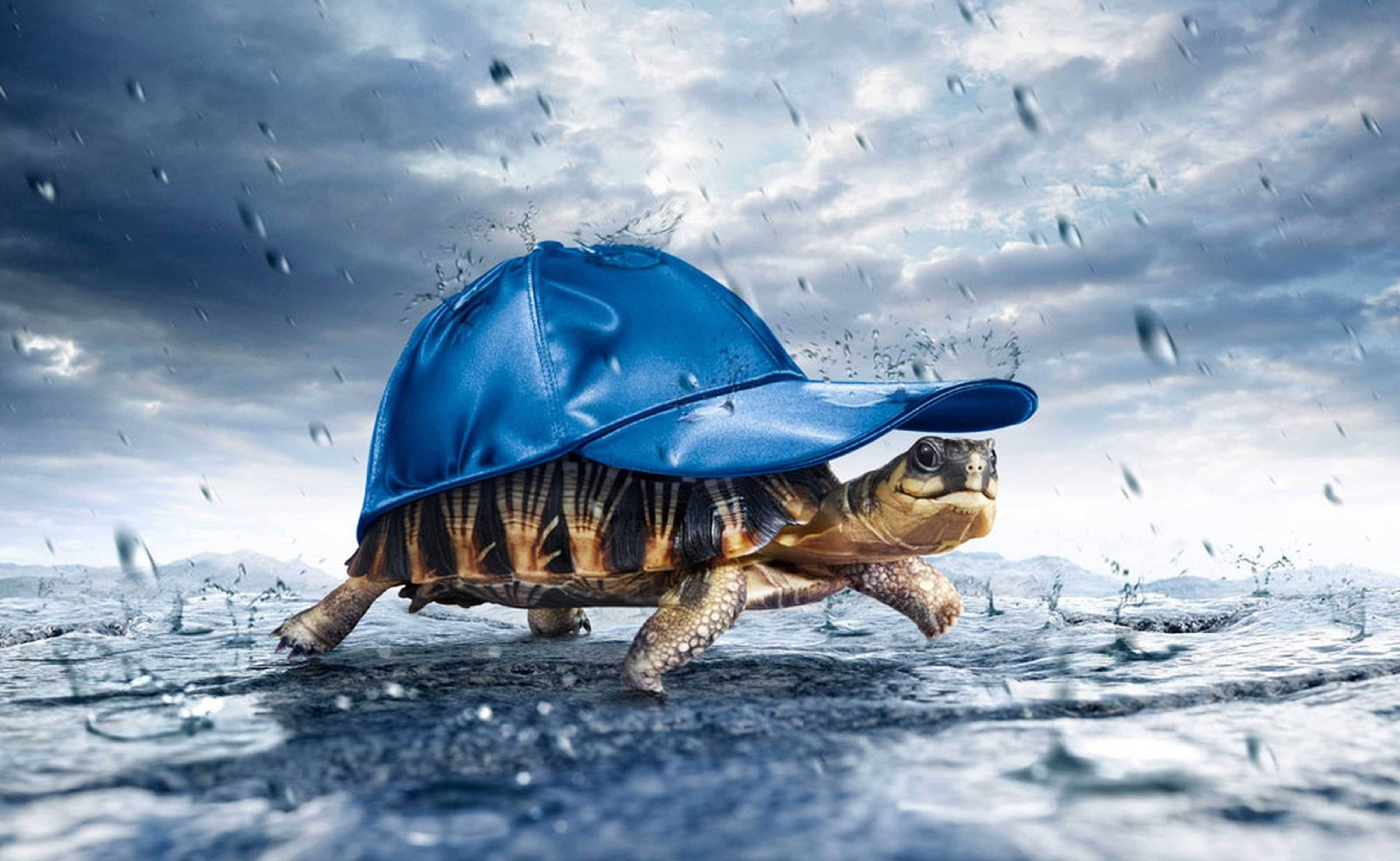 Cheerful Turtle Carrying A Hat Wallpaper