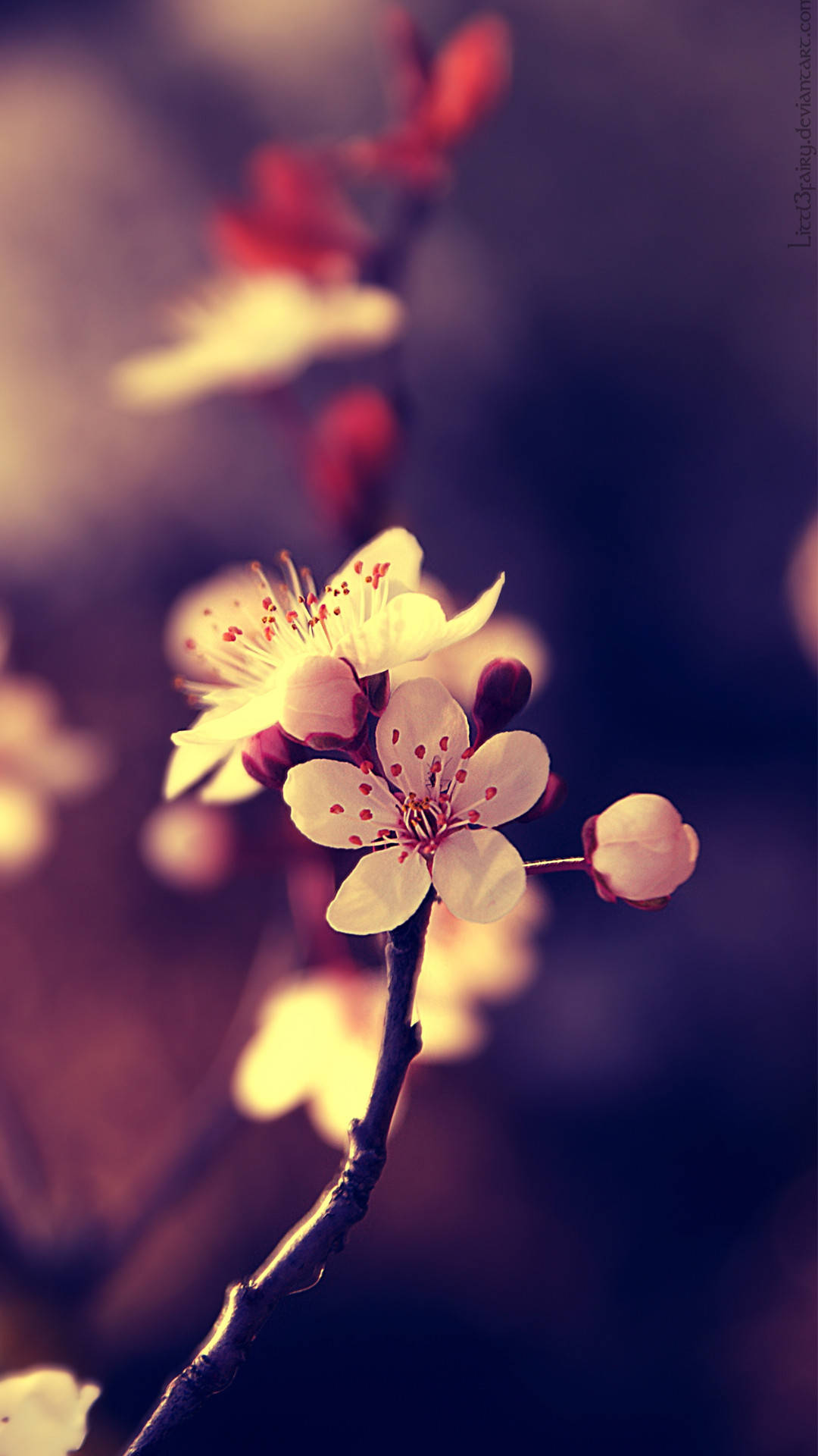 Beautiful Phone HD Wallpapers 100 MrWallpaper