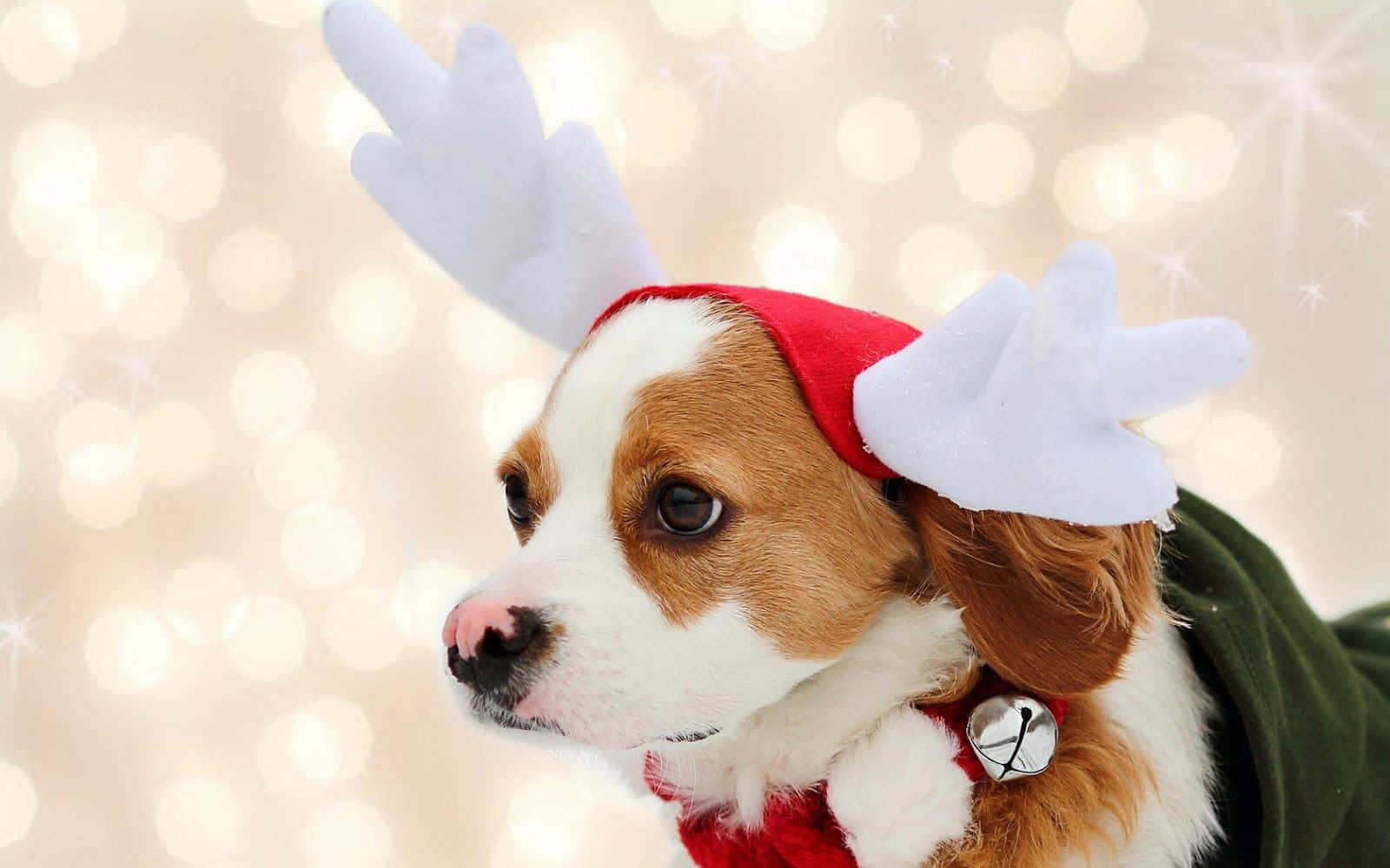 Christmas Dog Dressed As Reindeer Wallpaper