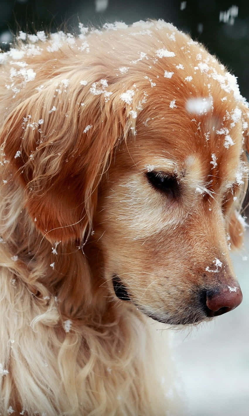 Christmas Dog Enjoying Snow Wallpaper