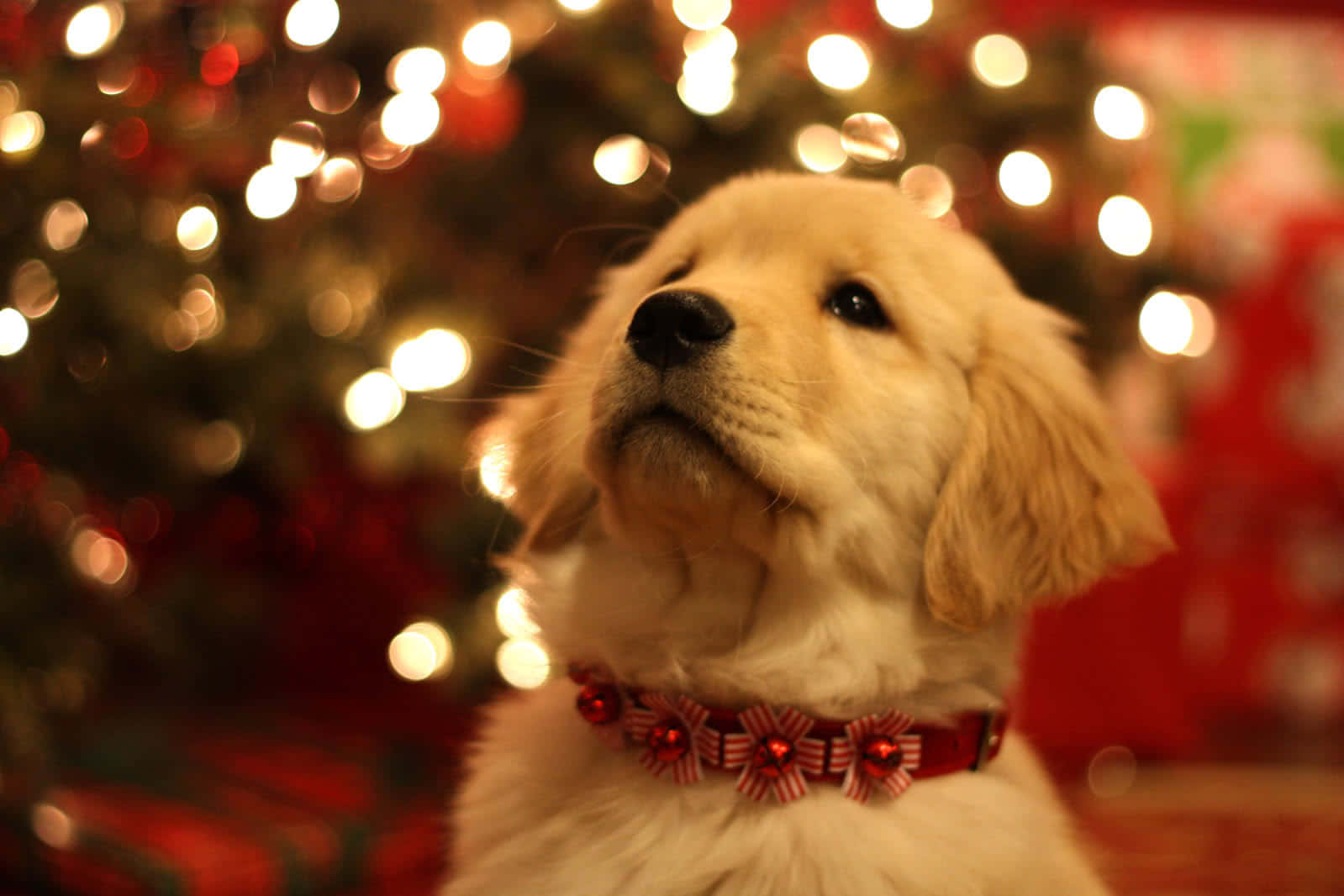 Christmas Dog In Festive Collar Wallpaper