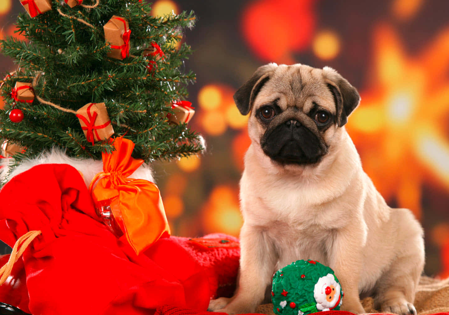 Christmas Dog Pug With Tree Wallpaper