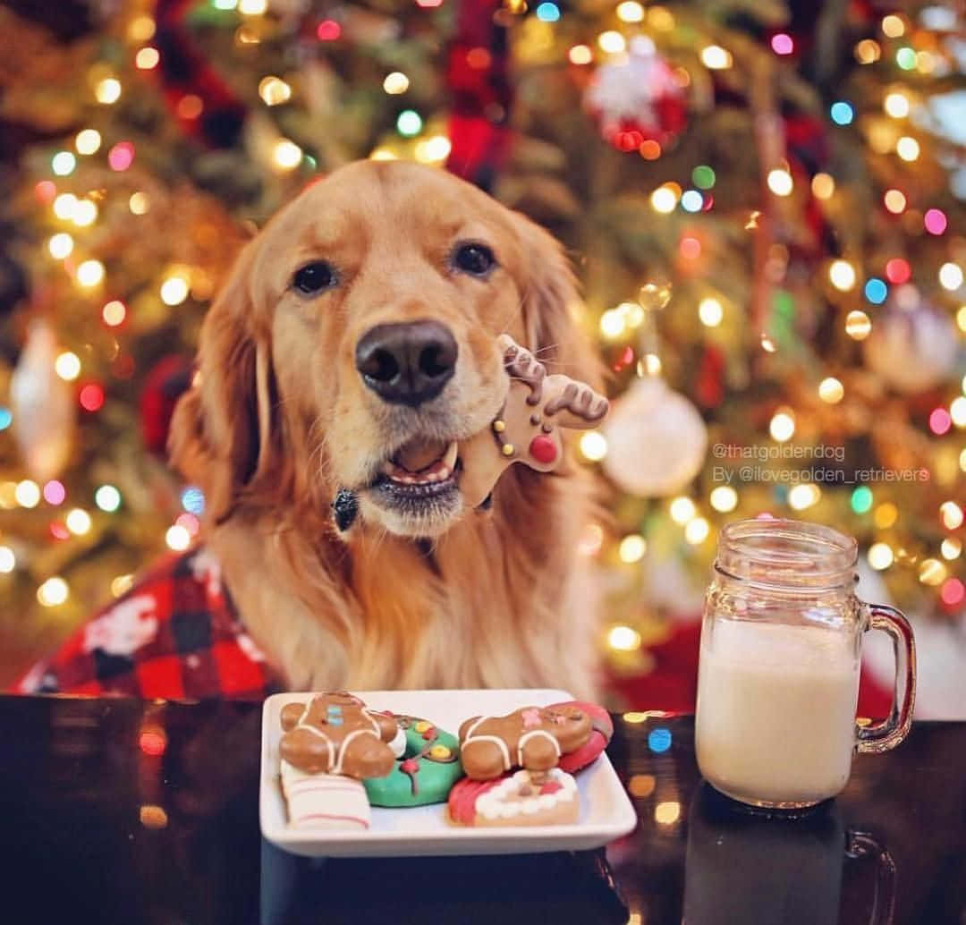 Christmas Dog With Cookies Wallpaper
