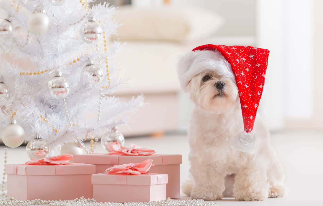 Christmas Dog With Pink Gifts Wallpaper