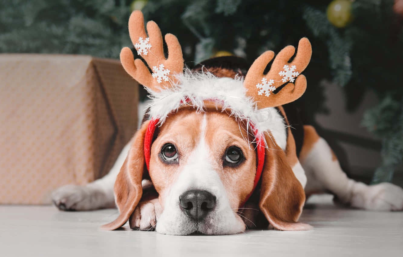 Christmas Dog With Reindeer Horn Hat Wallpaper