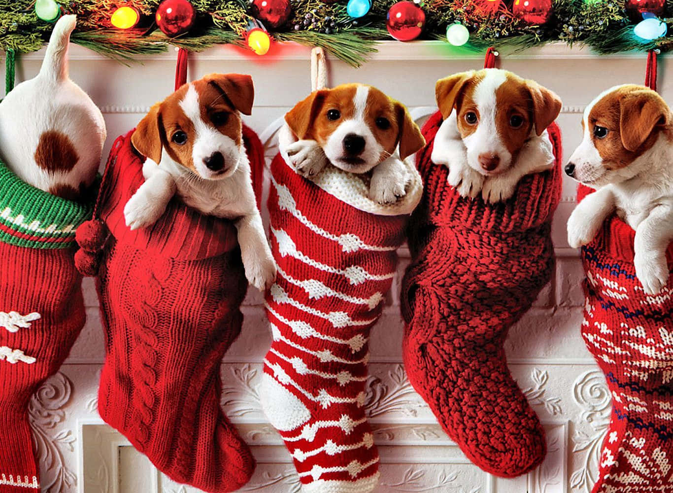 Christmas Dogs In Stockings Wallpaper