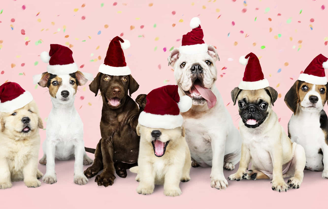 Christmas Dogs With Hats Wallpaper