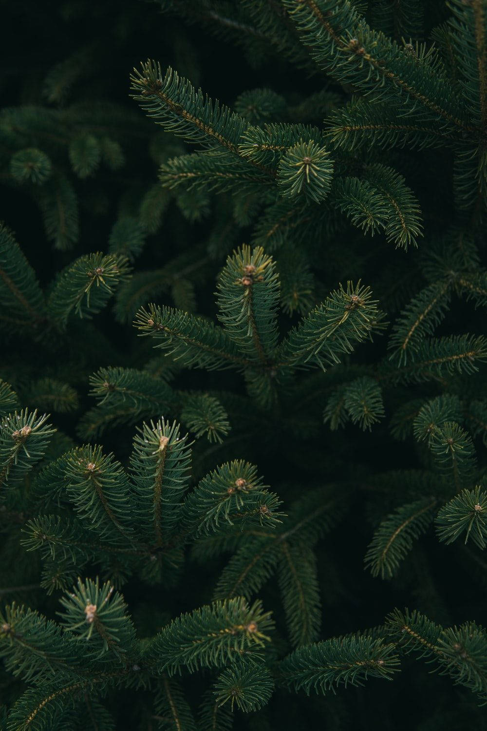 Christmas Tree Pine Needles Wallpaper