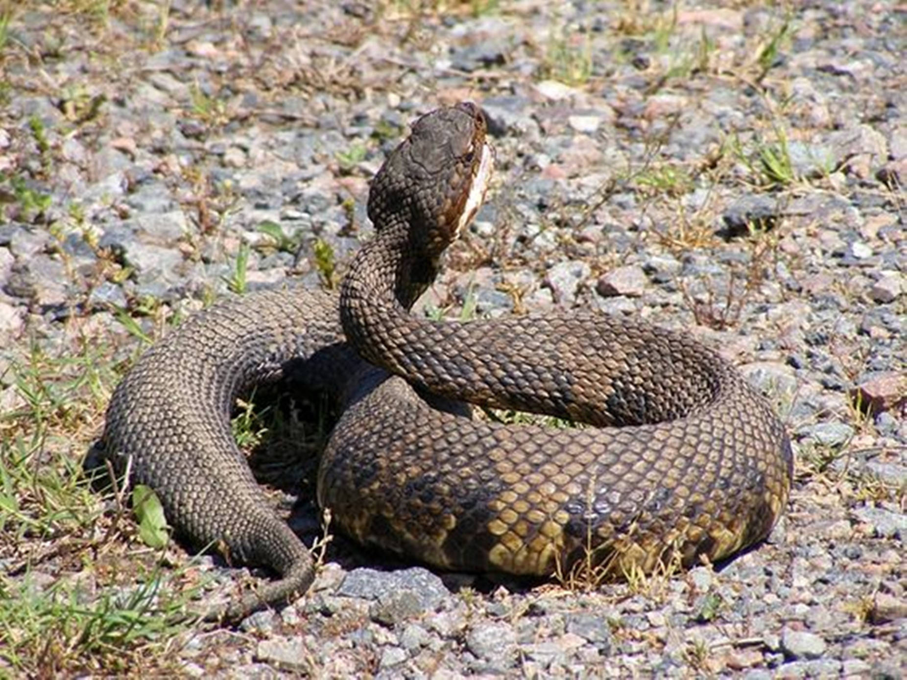 Chubby Brown Water Moccasin Wallpaper