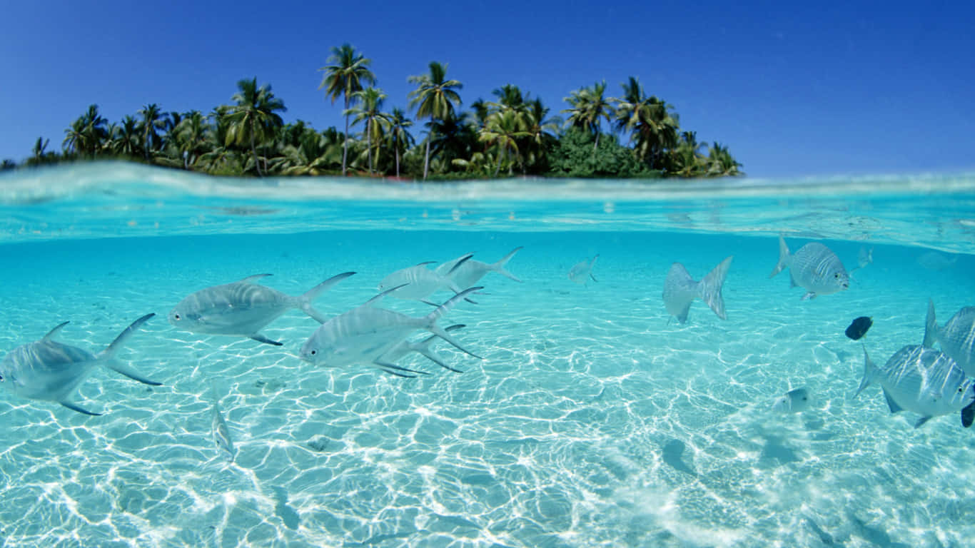 Clear Water Fish In Palm Hawaii Aesthetic Wallpaper