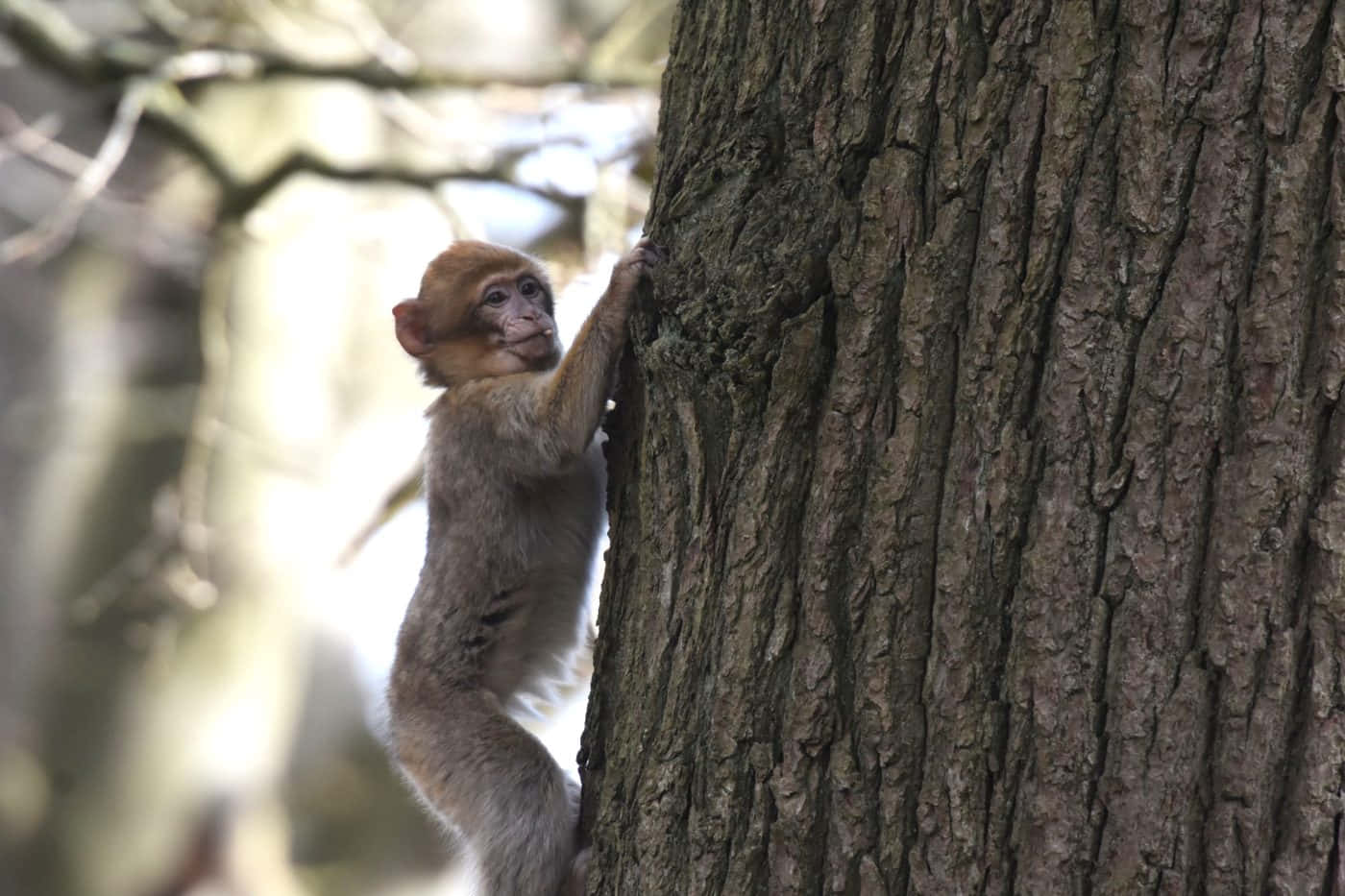 Climbing Cute Monkey Photo Wallpaper