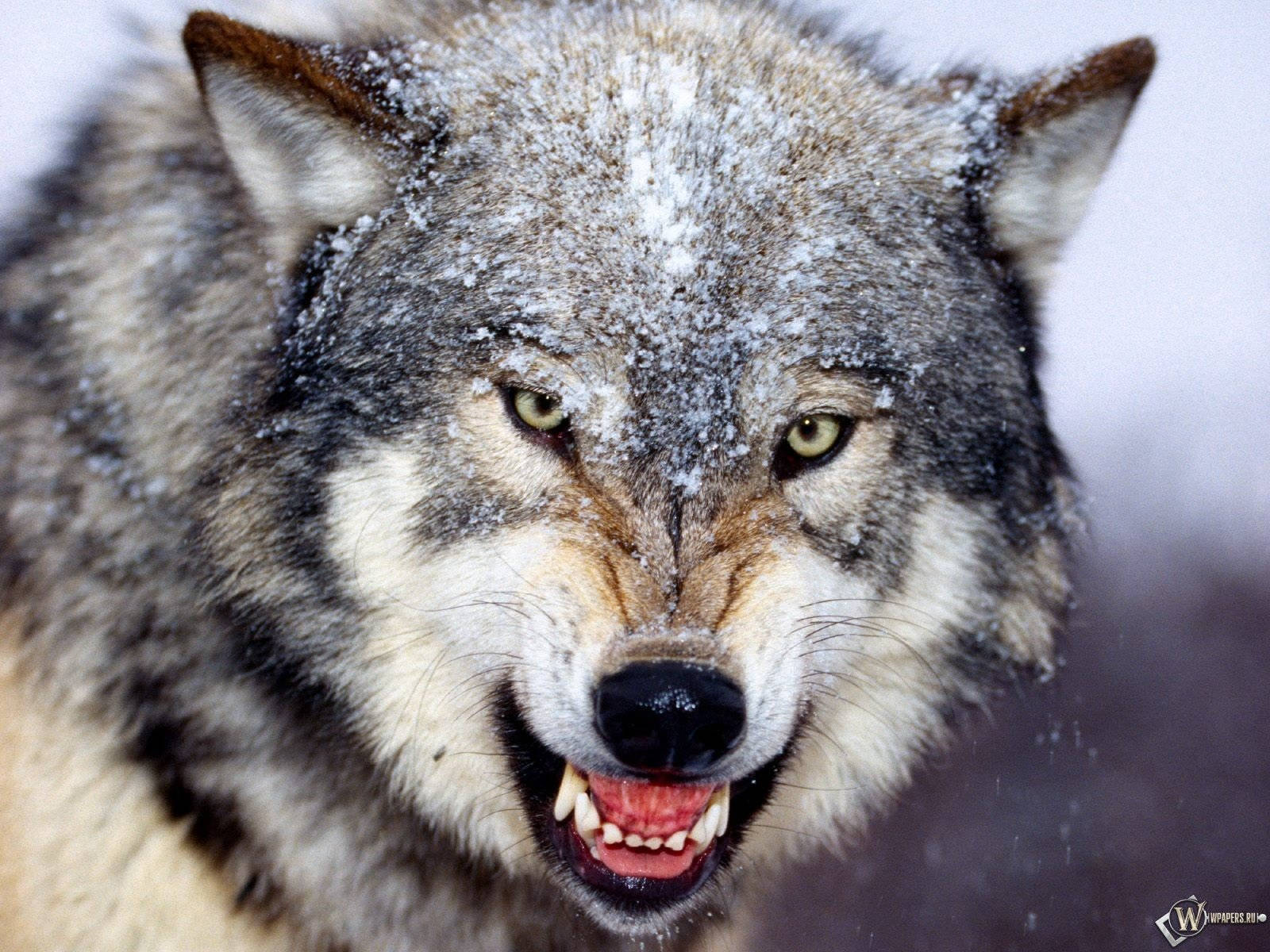 Close-up Cute Wolf Growling Wallpaper