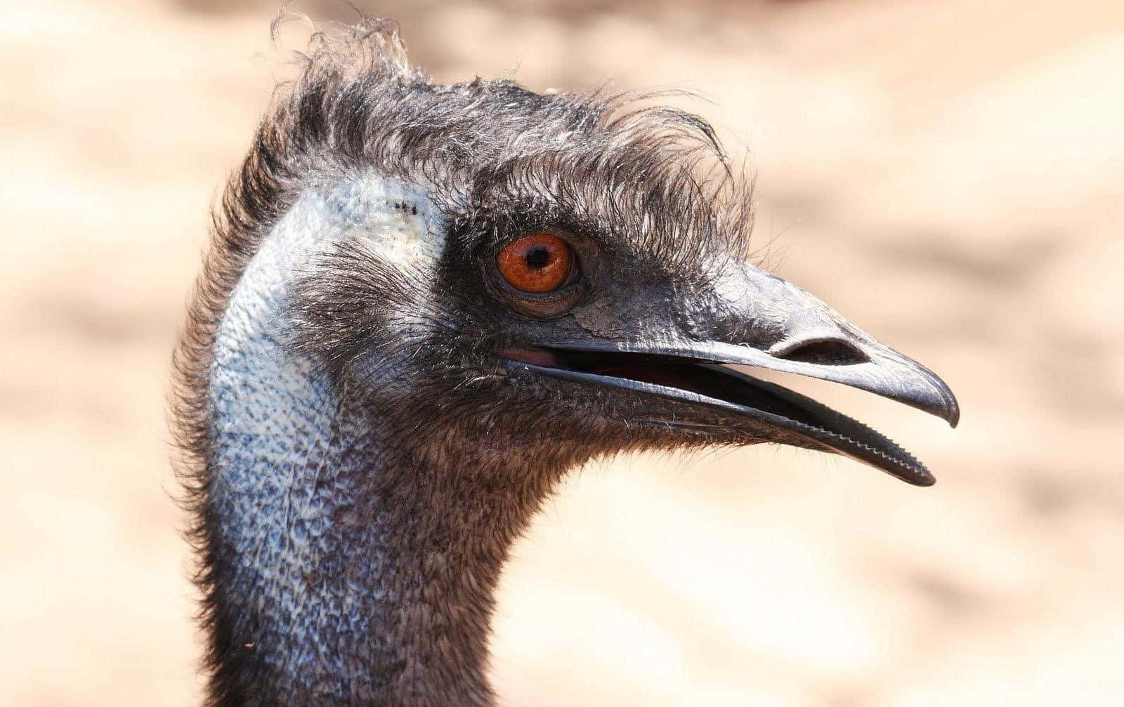 Close Up Emu Portrait Wallpaper
