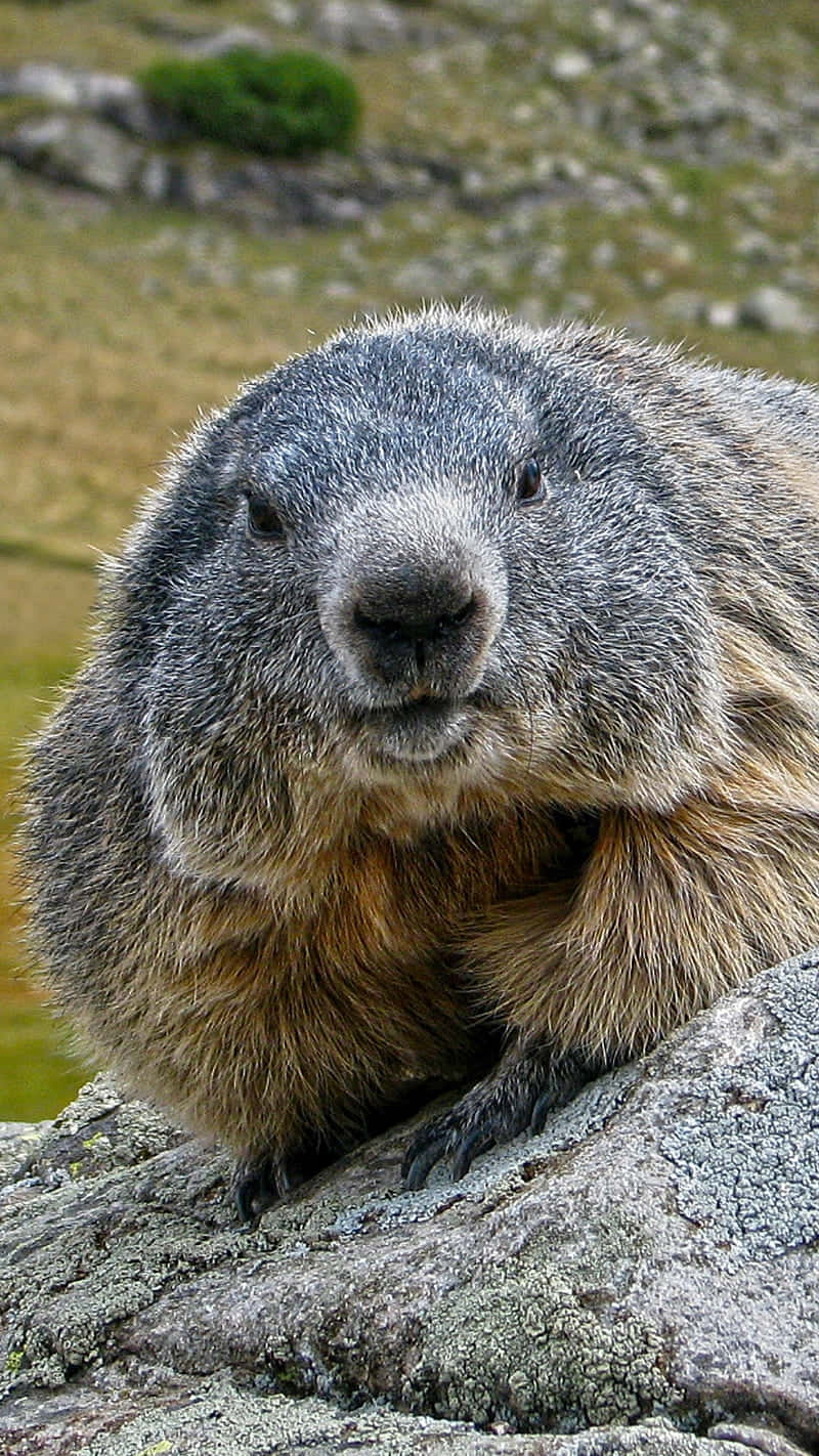 Close Up Groundhog On Rock.jpg Wallpaper