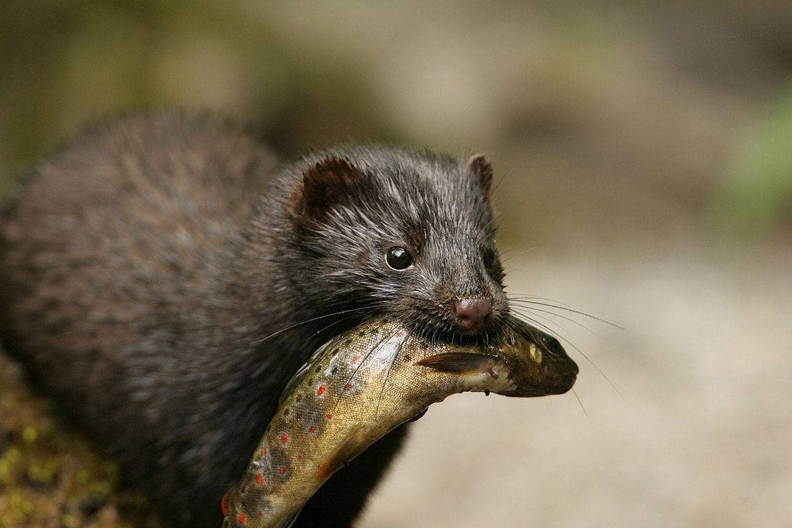 Close Up Image Of Mink With Fish Wallpaper