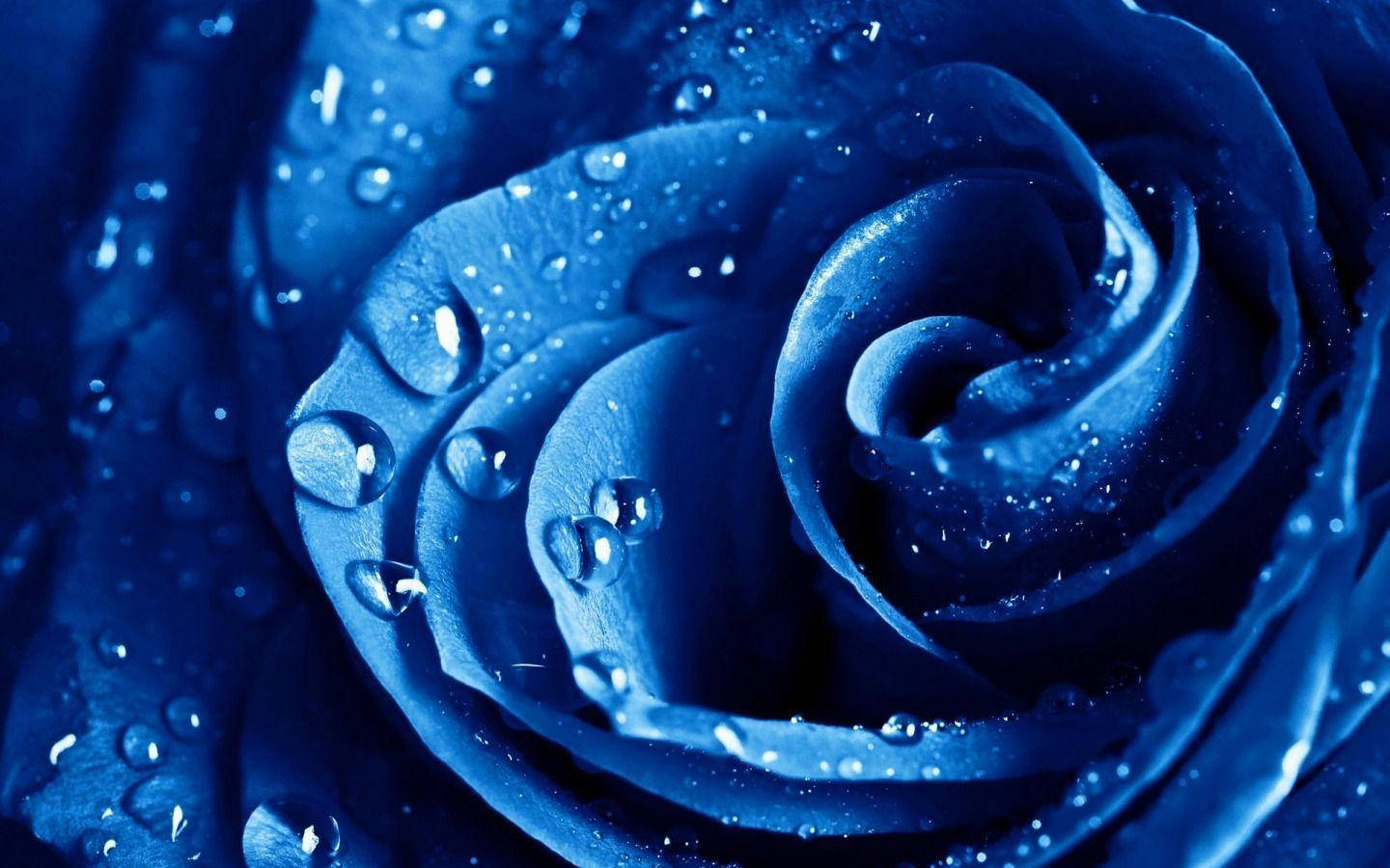 Close Up Rose With Water Beads Wallpaper