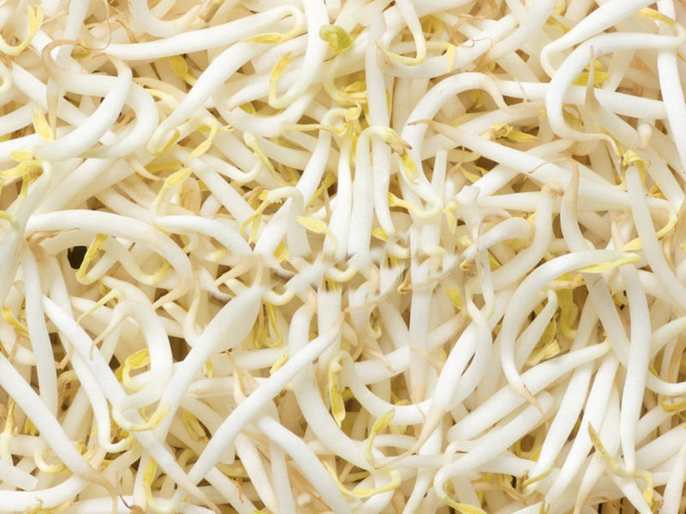 Close-up Shot Of Fresh Mung Bean Sprouts Wallpaper