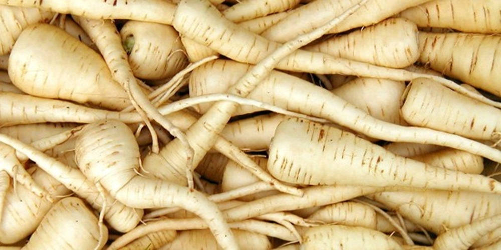 Close-up Shot Of Fresh Parsnip Root Crop Wallpaper