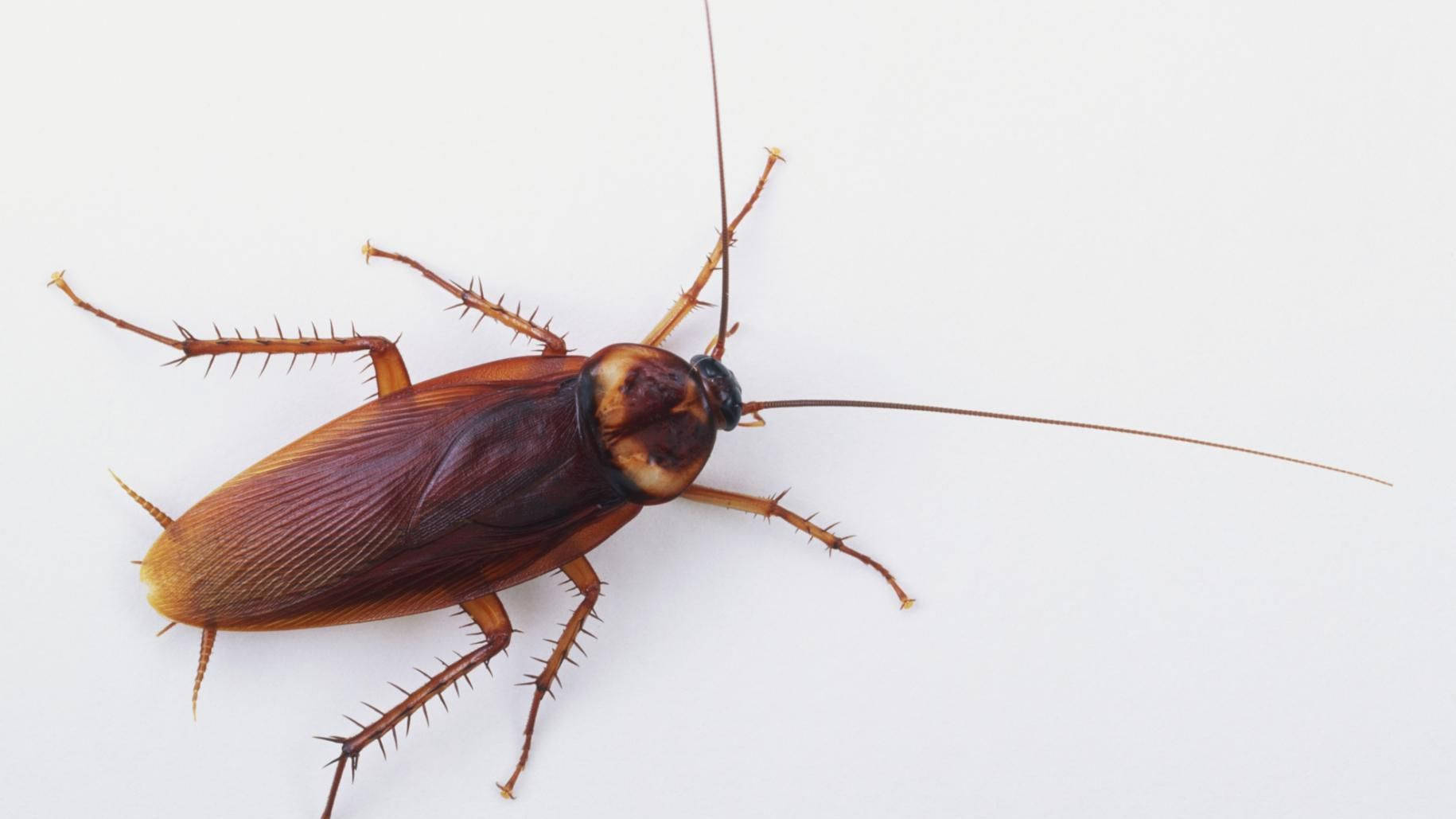Close-up View Of A Crawling American Cockroach Wallpaper