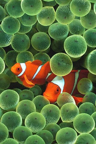 Clown Fish Ios Default Wallpaper