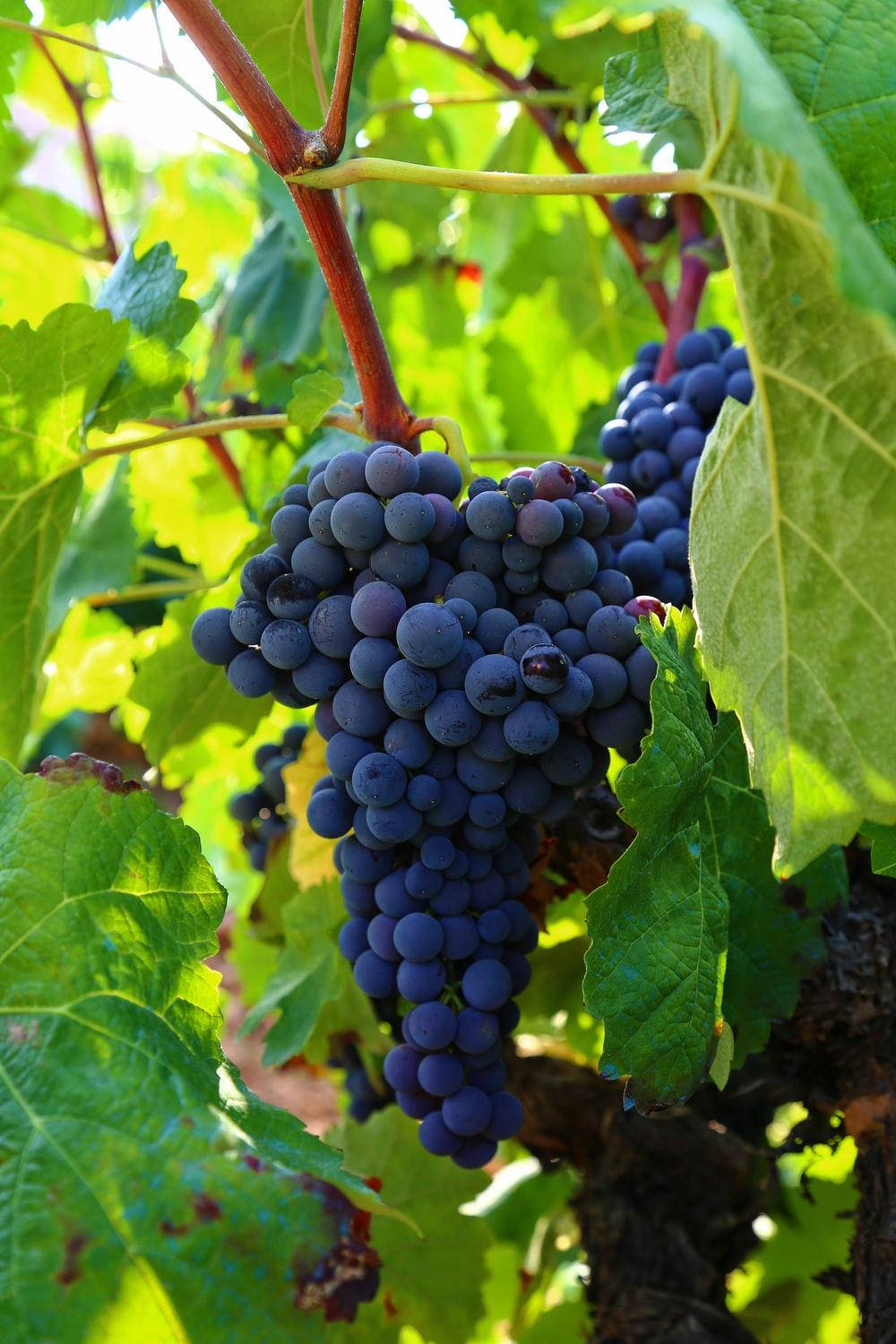 Cluster Of Ripe Pinot Noir Grapes Wallpaper