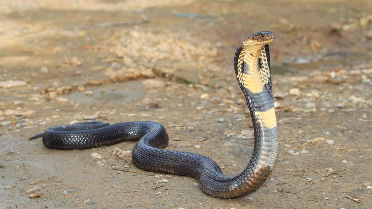 Cobra Black And Gold On Dirt With Neck Up Wallpaper