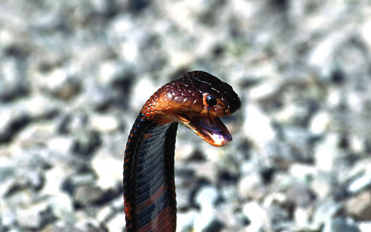 Cobra Black And Red On Stone Background Wallpaper