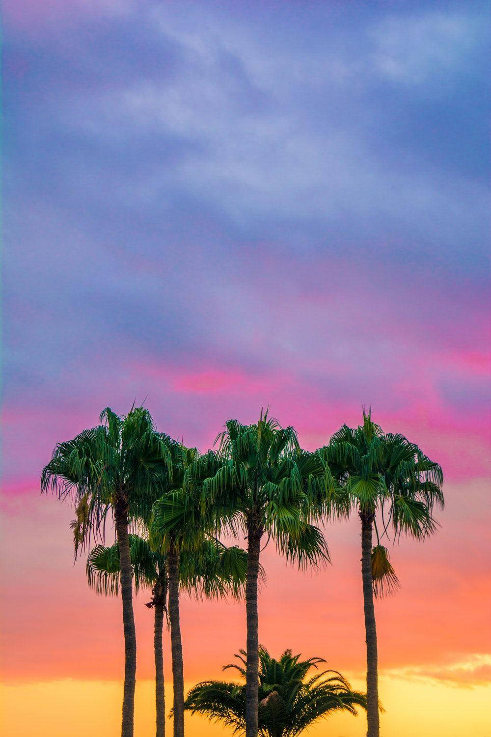 Coconut Trees On Galaxy Tablet Wallpaper