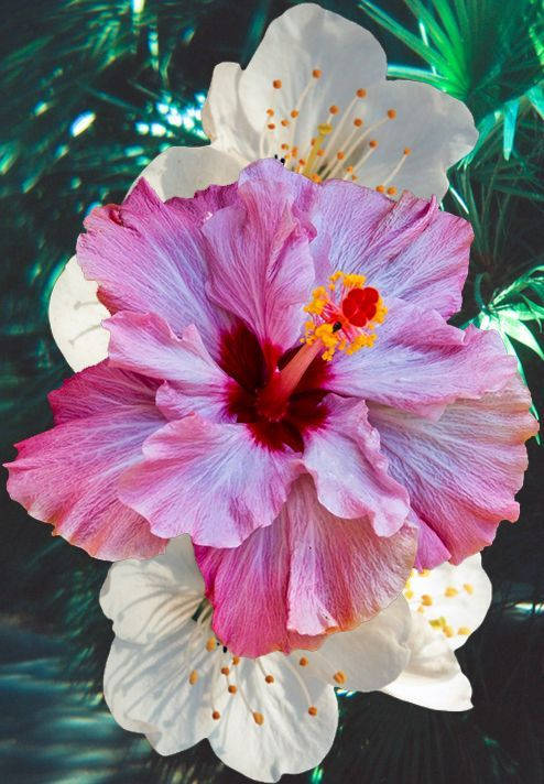 Color Changing Hibiscus Wallpaper