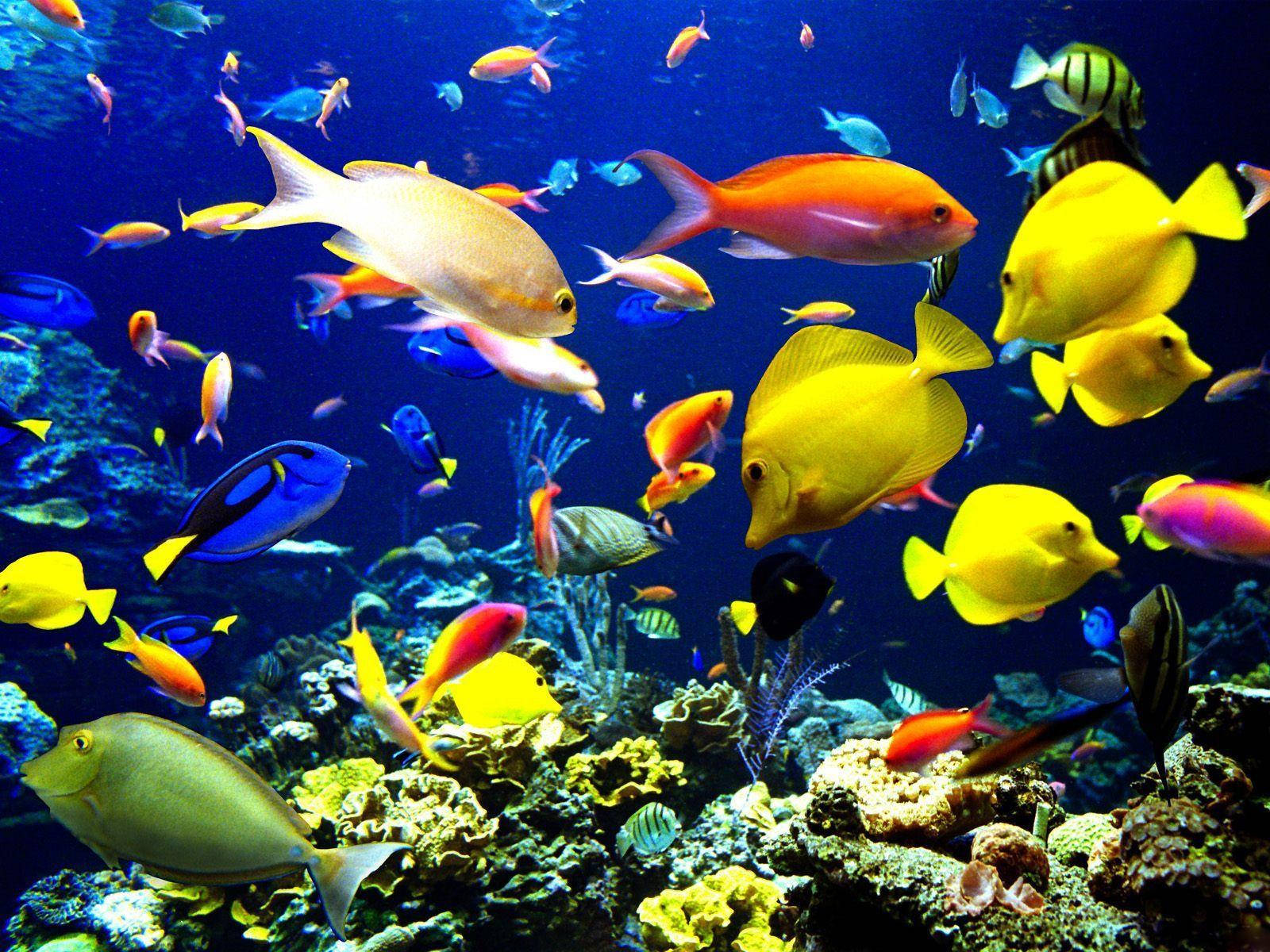 Colorful Beautiful Fish Wallpaper