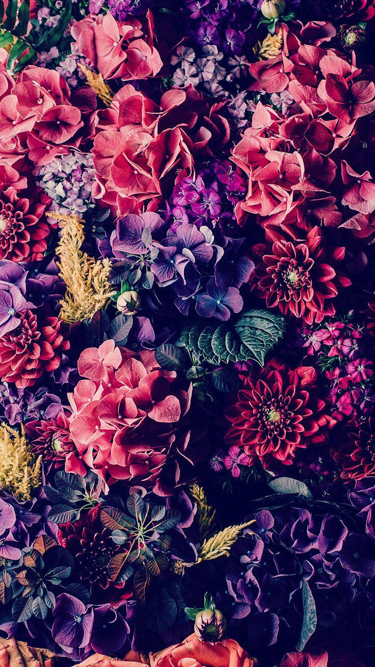 Colorful Flower Iphone Wallpaper