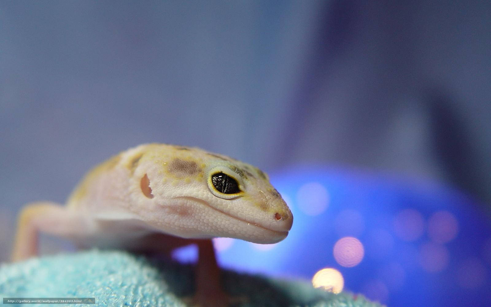 Colorful Leopard Gecko Perched Atop A Rock Wallpaper