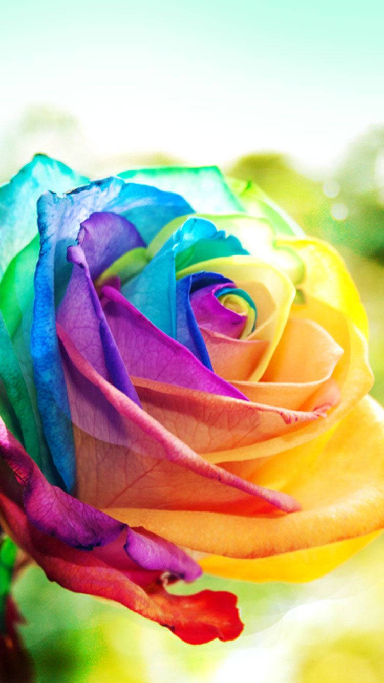 Colorful Rose Iphone Wallpaper