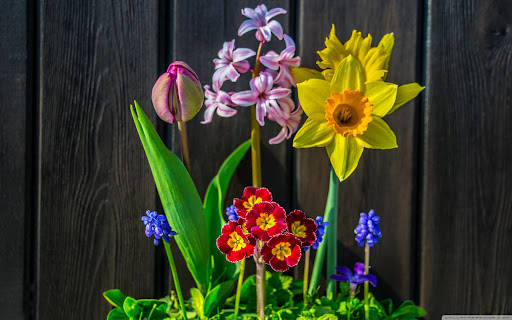 Colorful Spring Flowers Decoration Wallpaper