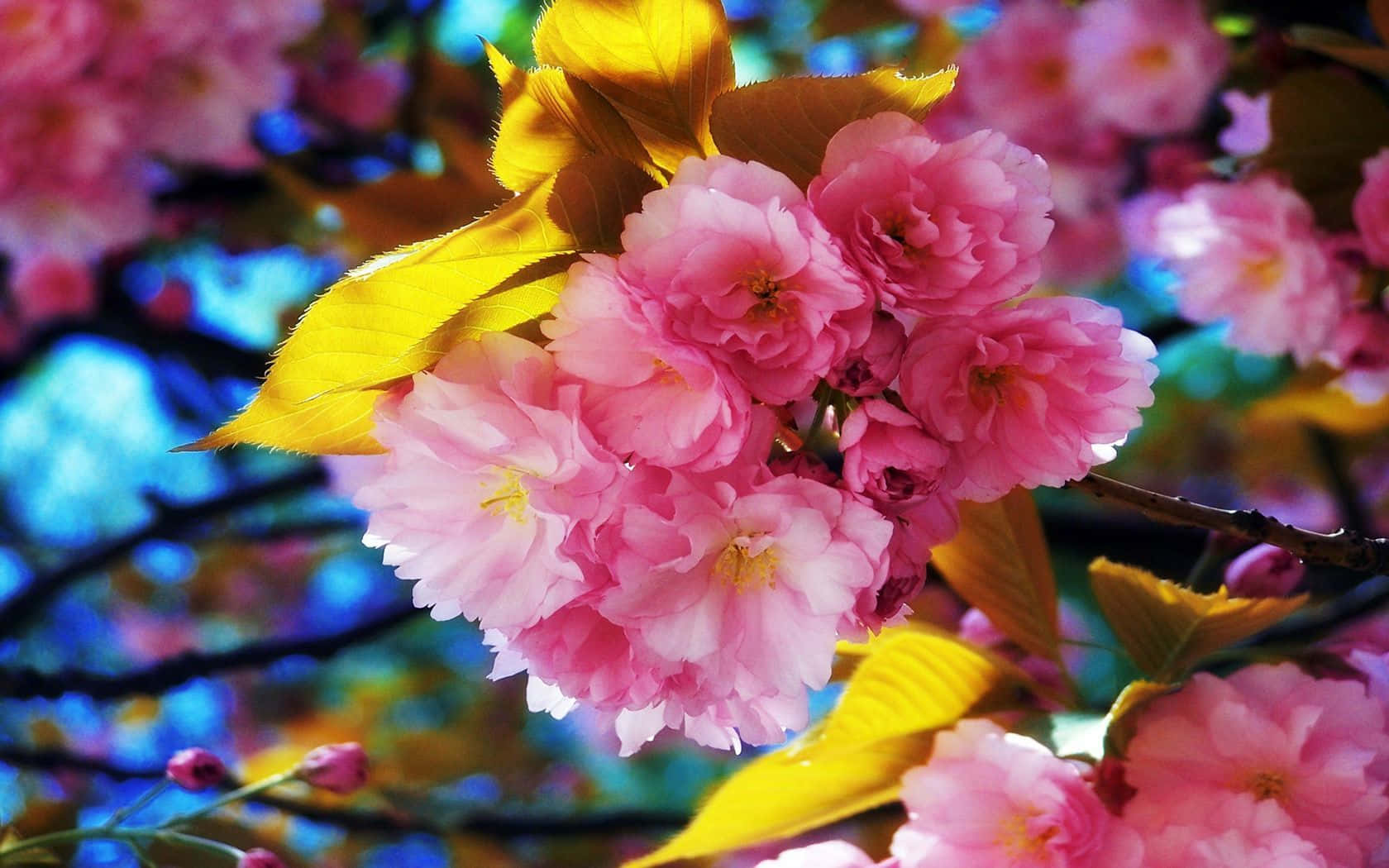 Colorful Spring Flowers In Bloom Wallpaper